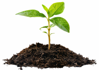 A small plant is growing in the dirt