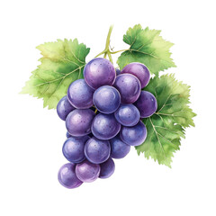 Simple watercolor grapes isolated on a white background. png