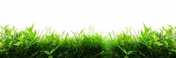 A field of green grass with a white background