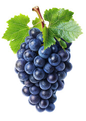 Fototapeta premium A bunch of grapes with a leaf on top