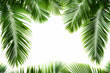 A green leafy palm tree with a white background