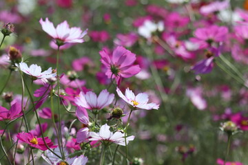 pink cosmos flowers