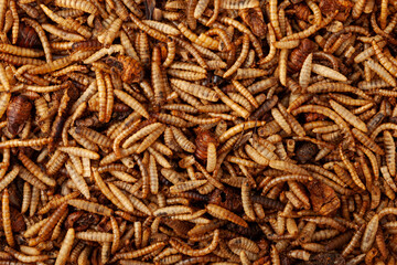 Fried insects, close-up. Alternative food, an organic source of protein. A food supplement for hamsters and other pets
