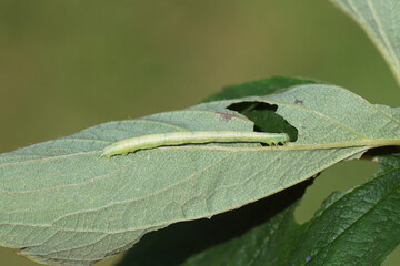 Caterpillar of the moth Common Marbled Carpet (Dysstroma truncata) eats from a strawberry leaf. Family geometer moths (Geometridae). Dutch garden. September, Netherlands