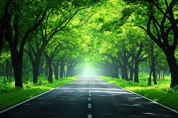 Scenic road through a lush green tree lined forest canopy