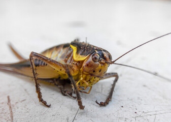 Portrait of cricket with long whiskers sits on a white table. Close view. Mormon Cricket, Anabrus simplex