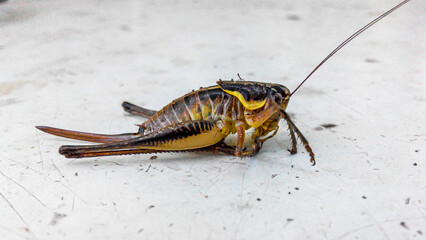 A cricket with long whiskers sits on a white table. Side view. Mormon Cricket, Anabrus simplex