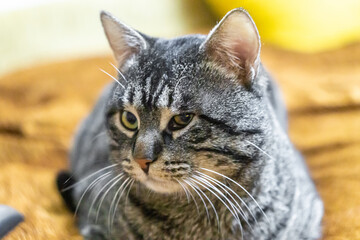 Portrait of a black cat with gray stripes sitting on a bed and looking to the side. Light orange blurred background