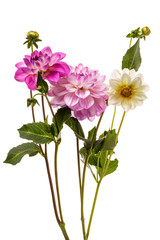 Arrangement of three dahlia flowers isolated on white background