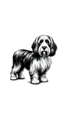 フランスのプチ・バセット・グリフォン・ヴァンデーンのモノトーン画像。長い耳と粗い被毛が特徴的。