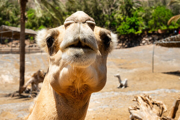 Closeup of a camel's nose and mouth
