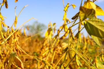 Ripe golden brown soybeans in a soybean plantation at sunset, close-up. Soy pods. Soybean field in...
