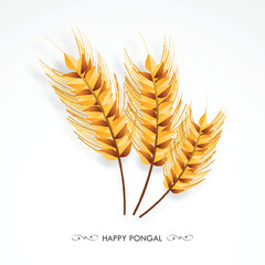Wheat Ears for Happy Pongal celebration.