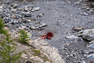 Carcas of an animal killed by wolves in the swiss national park