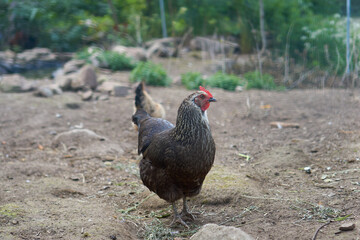 chicken in the farm