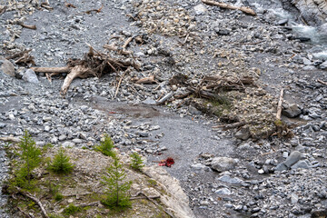 Carcas of an animal killed by wolves in the swiss national park