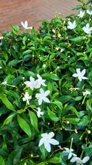 Gardenia jasminoides ดอกพุดศุภโชค