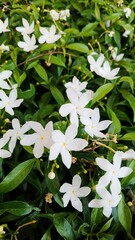 Gardenia jasminoides ดอกพุดศุภโชค