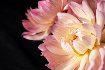 Fototapeta premium Close-Up of Pink Dahlias with Lush Green Foliage on a black background. Blur and selective focus