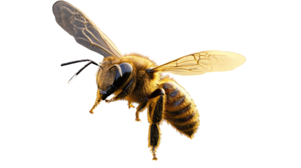 A bee and a wasp isolated on a white background