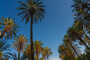 Upward view of tall palm trees silhouetted against a deep blue sky, with vibrant green fronds creating a tropical and serene atmosphere. Ideal for representing exotic and tranquil locations