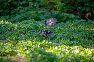 Süße Nilgans-Küken auf der Wiese