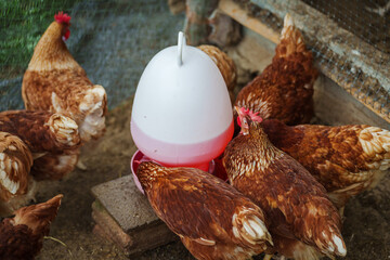 brown chicken drinking water from a feeder bucket in rural farm