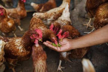 hand feeding brown chicken or hen lay eggs with grain in rural farm.