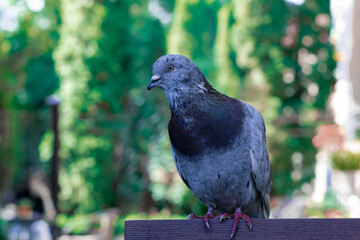 street dirty contagious dove bird portrait sitting on a bench outdoor park space blurred background