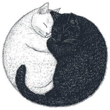 recommend clip art: A yin-yang inspired vector illustration featuring two cats, one white and one black, curled up together in an engraving style.