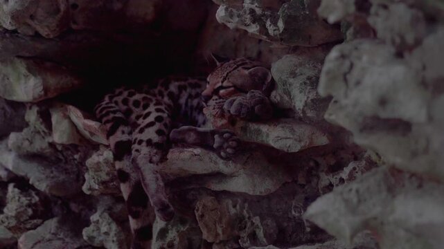 baby leopard sleeping on rocks in the jungle