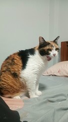 calico cat แมวสามสี