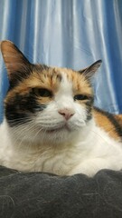 calico cat แมวสามสี