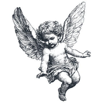 A detailed vector illustration of a cherub with wings, depicted in a classic engraving style.