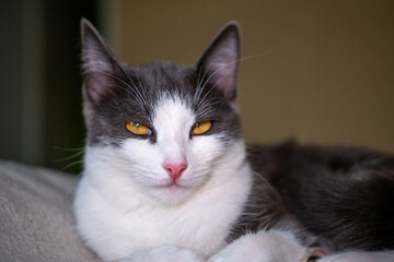 Cat Portrait Indoor Closeup Yellow Eyes