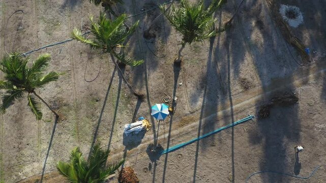 Aerial view of agricultural fields with patterns and palm trees, Thoddoo, Maldives.