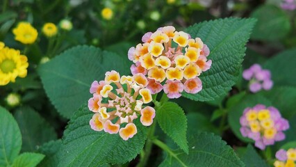 Green leaves of the plant. Nature leaves, green tropical forest, background concept
