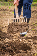 Elderly gardener digging soil with a garden fork to cultivate soil ready for planting, autumn...