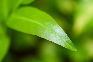 fresh green leaf  in  the garden .  beautiful green leaf background . Nature of green leaf in garden .