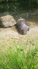 Hippopotamus siesta on the shore, hippopotamus in its natural habitat