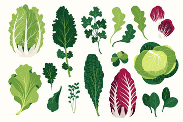 Naklejka premium Fresh salad leaves. Cartoon organic green herbs and spices, flat farm arugula basil dill cilantro parsley tarragon plants. Vector isolated set.eps