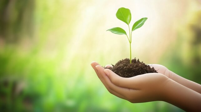 Create an image of a young, vibrant plant with green leaves sprouting from a clump of soil, cradled gently in the cupped hands of a person.