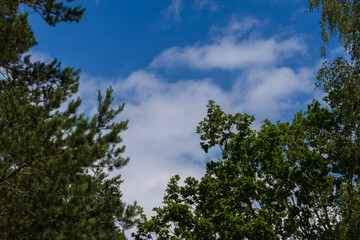 Blue sky and white and gray clouds. Texture background for design.