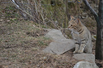 cat in the snow