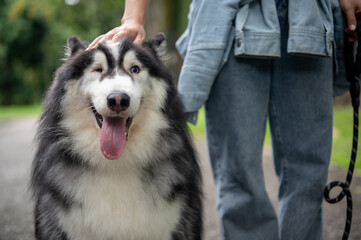 A beautiful Siberian husky dog smiles at the camera while spending time in a park with its owner.