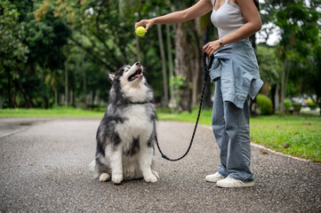 A female dog owner is training her Siberian husky with a ball, teaching it to sit, wait, and obey.
