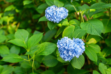 ハート型の紫陽花の花