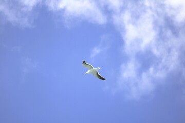 A flying seagull with spread wings on a blue sky background