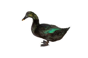 black duck cayuga isolated on white background