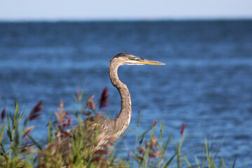 great blue heron preparing to take flight